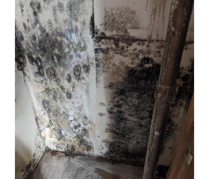 A laundry room wall covered in mold
