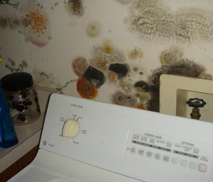 Mold on drywall in a laundry room